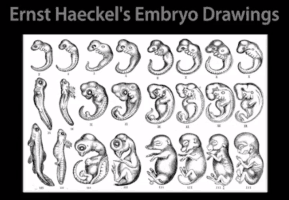 Haeckel's Embryos