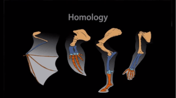 Homology